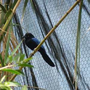 san blas jay san juan de aragon zoo
