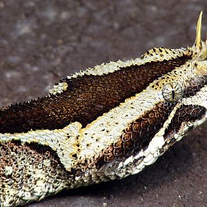 Bitis nasicornis / Rhinoceros viper