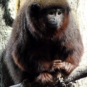 Callicebus cupreus cupreus / Red Titi