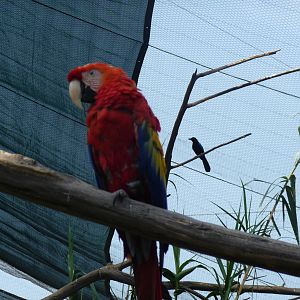 scarlet macaw san juan de aragon zoo