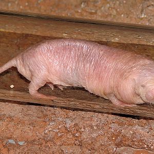 Heterocephalus glaber / Nacked Mole Rat