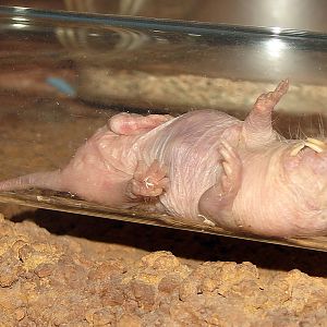 Heterocephalus glaber / Nacked Mole Rat