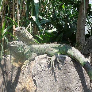 iguanas san juan de aragon zoo