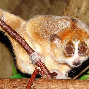Nycticebus pygmaeus / Pygmy slow loris