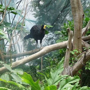 great curassow san juan de aragon zoo