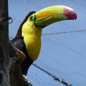 keel billed toucan san juan de aragon zoo