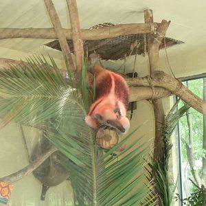 mexican tamandua san juan de aragon zoo