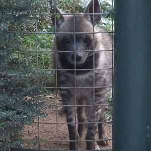 Arabian Striped Hyaena at Twycross, 28/11/10