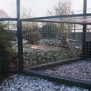 Hyaena Exhibit at Twycross, 28/11/10