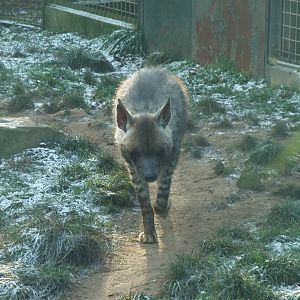 Arabian Striped Hyaena at Twycross, 28/11/10