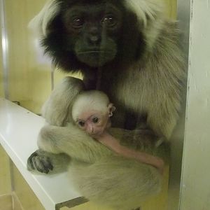Pileated Gibbon Mother and Young at Twycross, 28/11/10