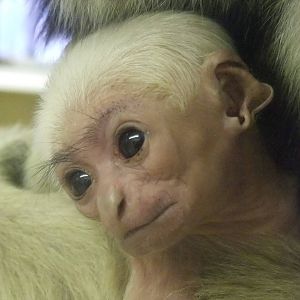Baby Pileated Gibbon at Twycross, 28/11/10