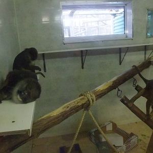 Allen's Swamp Monkeys at Twycross, 28/11/10