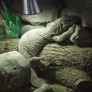 Black-throated Monitor at Twycross, 28/11/10