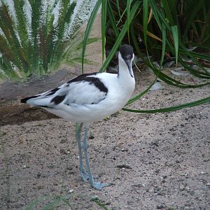 Pied Avocet at Viernheim Bird Park, 06/09/10