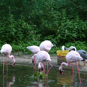 Flamingos and Geese at Viernheim Bird Park, 06/09/10