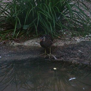 Spotted Crake at Viernheim Bird Park, 06/09/10