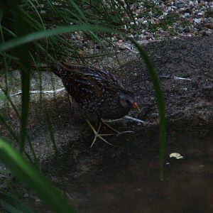 Spotted Crake at Viernheim Bird Park, 06/09/10