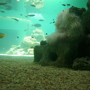 tropical reef tank