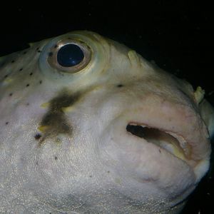 three-barred porcupinefish (Dicotylichthys punctulatus)