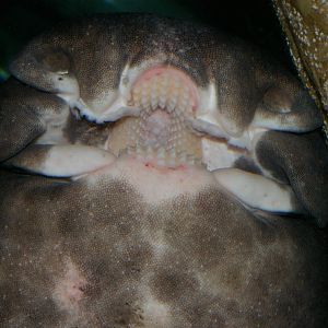 mouthparts of Port Jackson shark (Heterodontus portusjacksoni)