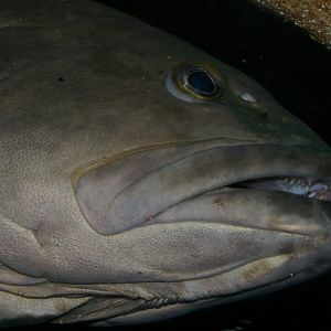 black grouper (Mycteroperca bonaci)