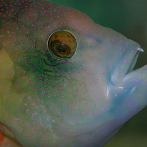 white-dotted Maori wrasse (Cheilinus chlorourus)
