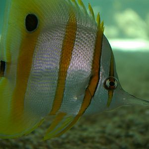 copper-banded butterflyfish (Chelmon rostratus)