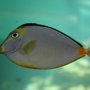 lipstick tang (Naso lituratus)