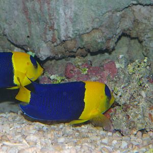 blue and gold angelfish (Centropyge bicolor)