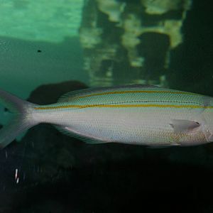two-lined fusilier (Pterocaesio digramma)