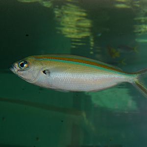goldband fusilier (Caesio caerulaurea)