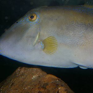 Yellowfin Leatherjacket (Meuschenia trachylepis)