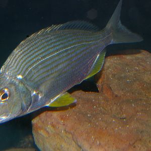 Tarwhine (Rhabdosargus sarba)
