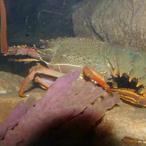 packhorse crayfish (Sagmariasus verreauxi)