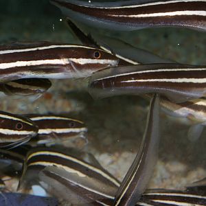 striped catfish (Plotosus lineatus)