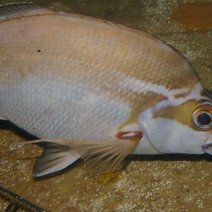 red morwong (Cheilodactylus fuscus)