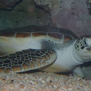 green turtle (Chelonia mydas)