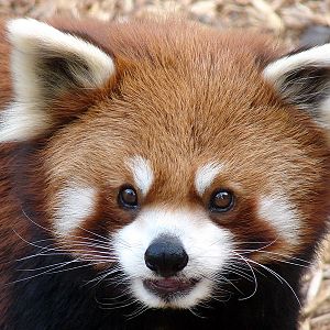 Ailurus fulgens refulgens / Red panda