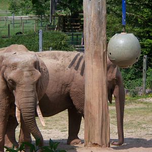 Elephant Enrichment