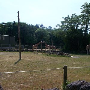Giraffe Enrichment