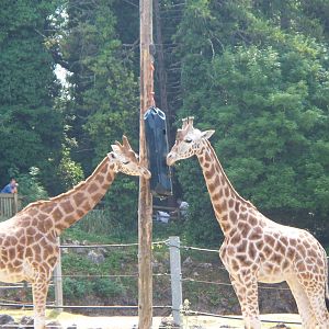 Giraffe Enrichment