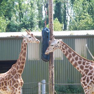 Giraffe Enrichment