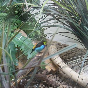 Bird World - Jewels of the Bird World