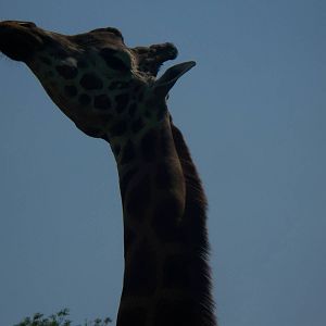 What you looking at?