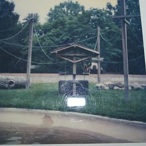 Denver Zoo - 1982