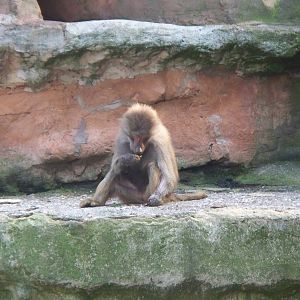 Hamadryas Baboons