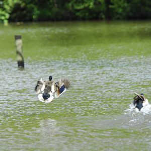 Leonardslee May 2009