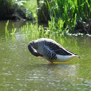 Leonardslee May 2009