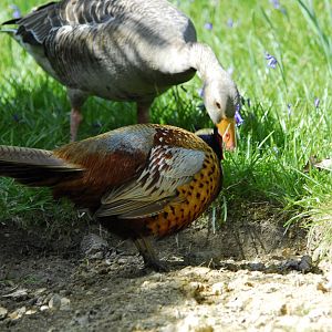 Leonardslee May 2009